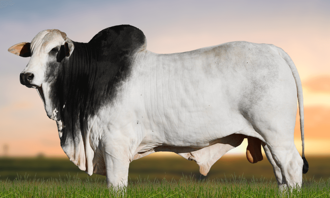 SHERIFF FIV DA TERRA BRAVA