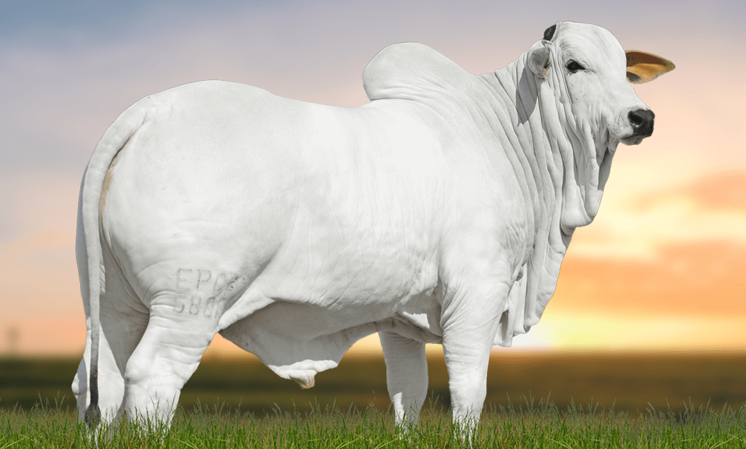 ZOHAR FIV TERRA BRAVA