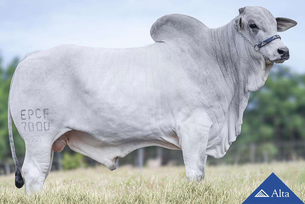 7000 FIV TERRA BRAVA