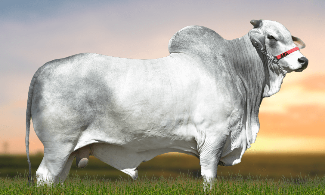 INDICADOR FIV DA TERRA BRAVA