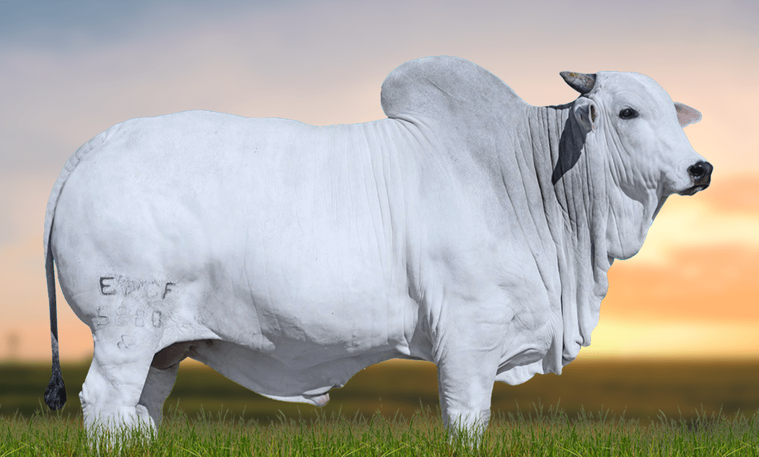 TÁTICO FIV TERRA BRAVA