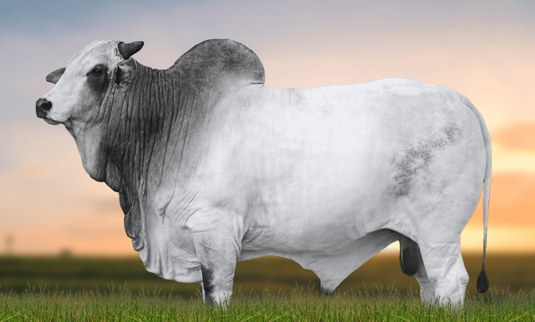 TORONTO FIV TERRA BRAVA