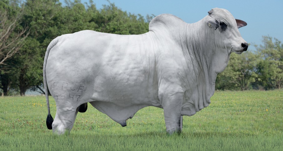 ULTIMATO FIV TERRA BRAVA