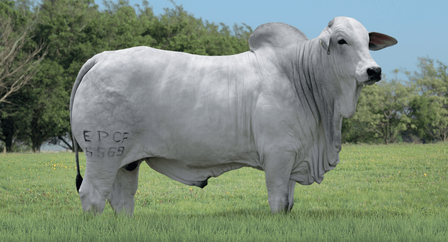 ULTRA FIV TERRA BRAVA