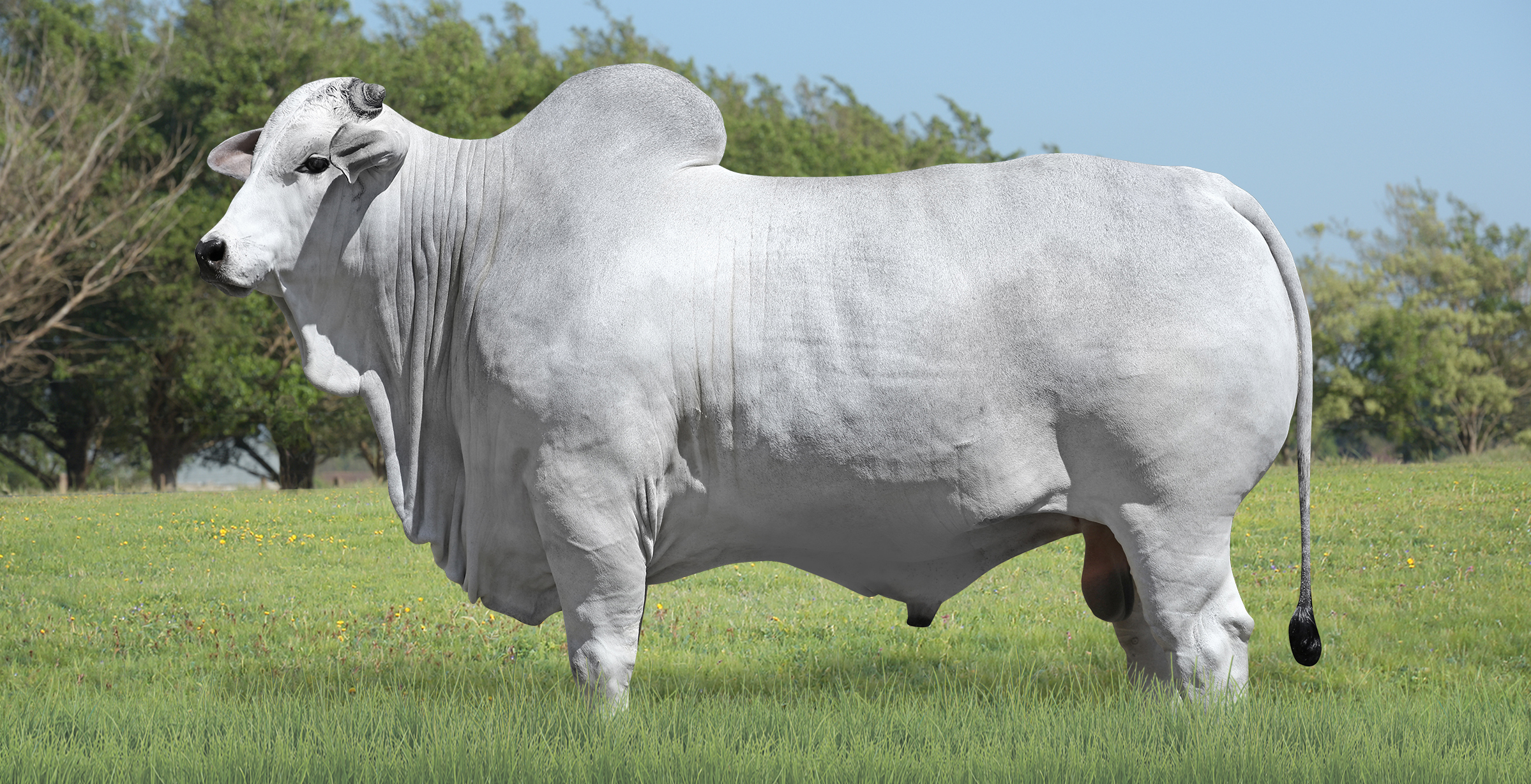 ÚNICO FIV TERRA BRAVA