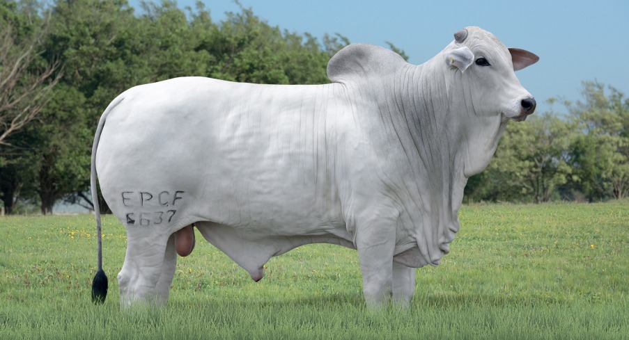 URANO FIV TERRA BRAVA